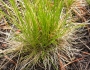 Deschampsia elongata image