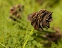 Desmanthus illinoensis image