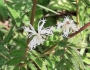 Desmanthus virgatus image