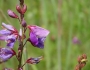Desmodium canadense image