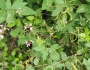 Desmodium glabellum image