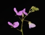 Desmodium paniculatum image