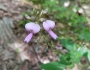 Desmodium perplexum image