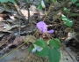 Desmodium rotundifolium image