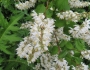 Deutzia crenata image