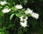 Deutzia gracilis image