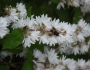 Deutzia scabra image
