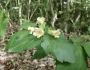 Diabelia serrata image
