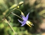 Dianella ensifolia image