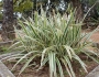 Dianella tasmanica image