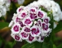 Dianthus barbatus image