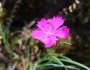 Dianthus carthusianorum image