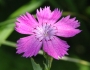 Dianthus chinensis image