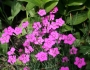 Dianthus deltoides image