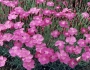 Dianthus gratianopolitanus image