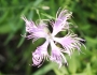 Dianthus superbus image