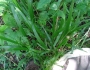 Diarrhena obovata image