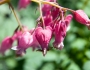 Dicentra eximia image