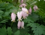 Dicentra formosa image