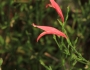 Dicliptera sexangularis image