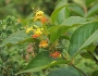 Diervilla lonicera image