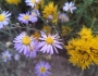 Dieteria canescens image