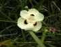 Dietes bicolor image