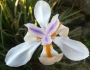 Dietes iridioides image