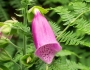 Digitalis purpurea image