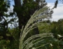 Digitaria insularis image