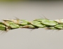 Digitaria sanguinalis image