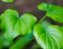 Dioscorea quaternata image