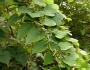 Dioscorea villosa image