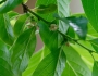 Diospyros lotus image