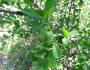 Diospyros texana image