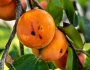 Diospyros virginiana image