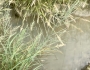 Diplachne fusca image