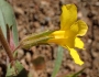 Diplacus brevipes image
