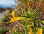 Diplacus longiflorus image
