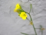 Diplotaxis muralis image