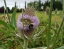 Dipsacus fullonum image