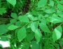 Dirca palustris image