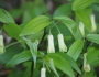 Disporum sessile image