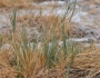 Distichlis spicata image