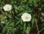 Distimake quinquefolius image