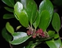 Distylium racemosum image