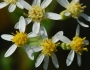 Doellingeria umbellata image