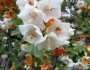 Dombeya burgessiae image