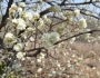 Dombeya rotundifolia image