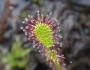 Drosera intermedia image